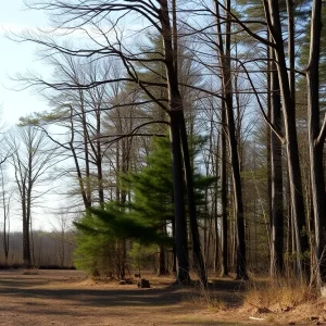 A peaceful wooded area near an airport signifying a recent tragedy.
