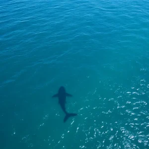 A great white shark swimming off the coast of North Carolina.
