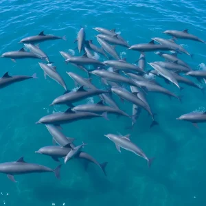 Pod of dolphins swimming in clear waters off Southern Shores, NC