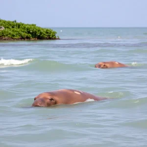 A group of Florida manatees swimming peacefully in the Outer Banks waters.