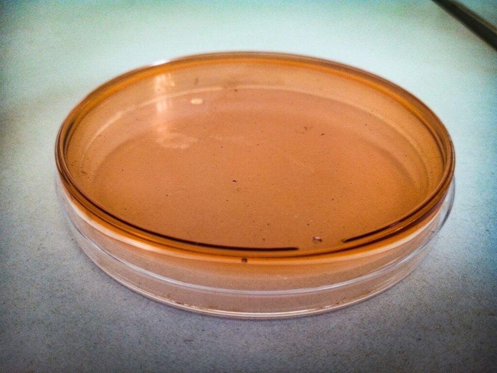 Petri dish with culture medium on a lab bench